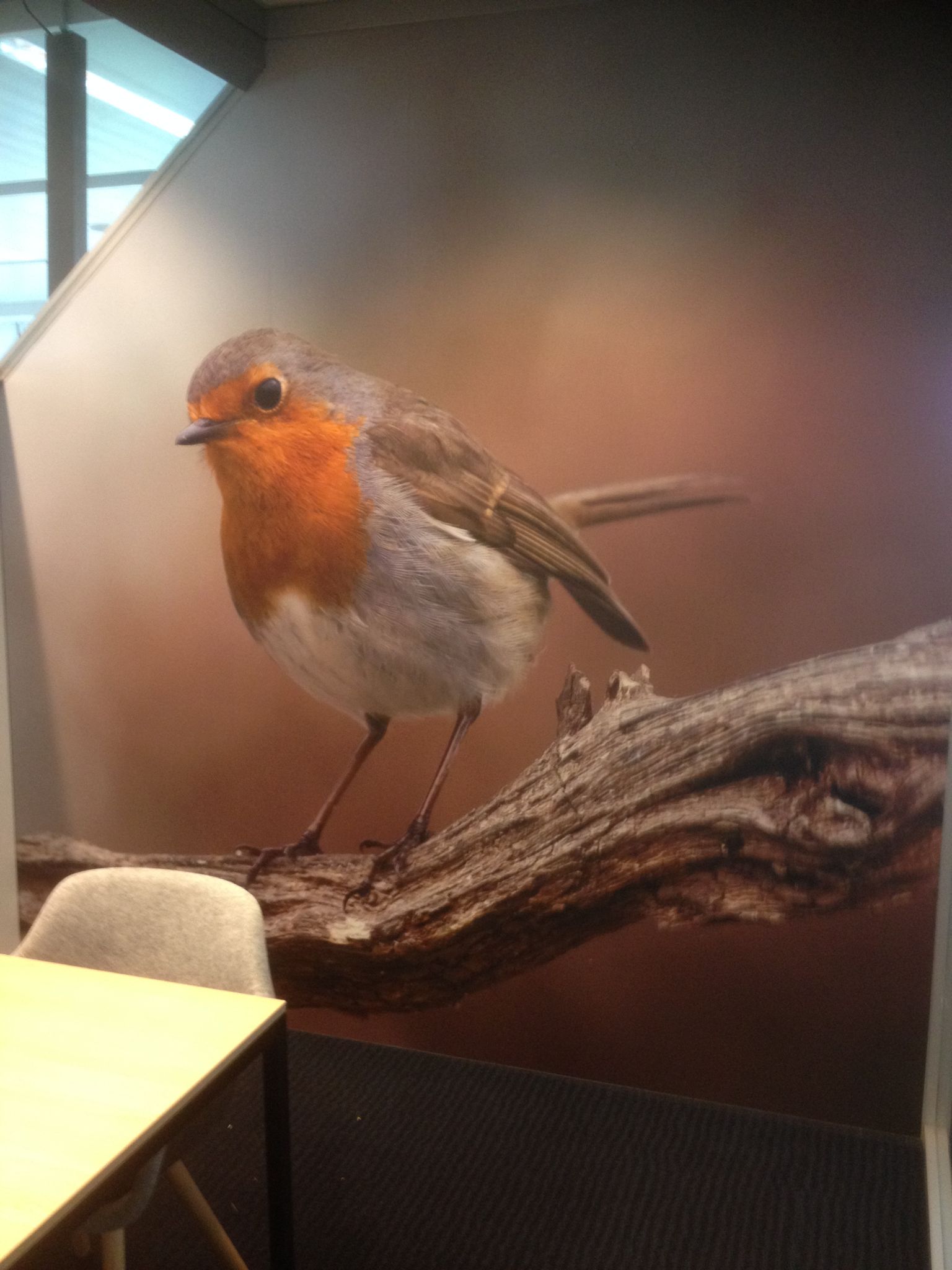 Vogels KLM
